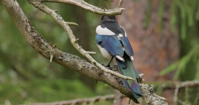 Eurasian magpie or common magpie (Pica pica) is a resident breeding bird throughout the northern part of the Eurasian continent.
