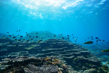 Naklejka na ściany i meble 素晴らしいサンゴ礁のキホシスズメダイ（スズメダイ科）、ヤマブキベラ（ベラ科）他の群れ。スキンダイビングポイントの底土海水浴場。 航路の終点、太平洋の大きな孤島、八丈島。 東京都伊豆諸島。 2020年2月22日水中撮影。A school of the Northern yellow-spotted chromis (Chromis yamakawai Iwatsubo & Motomura)