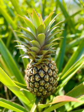 Fresh and sweet Moorea pineapple