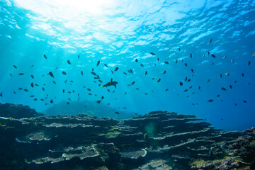 素晴らしいサンゴ礁のキホシスズメダイ（スズメダイ科）、ヤマブキベラ（ベラ科）他の群れ。

スキンダイビングポイントの底土海水浴場。
航路の終点、太平洋の大きな孤島、八丈島。
東京都伊豆諸島。
2020年2月22日水中撮影。

A school of the Northern yellow-spotted chromis (Chromis yamakawai Iwatsubo & Motomura)