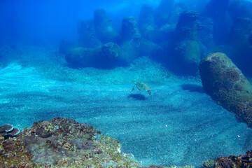 Fototapeta na wymiar サンゴ礁を泳ぐ大きく美しいアオウミガメ（ウミガメ科）の群れ。スキンダイビングポイントの底土海水浴場。 航路の終点、太平洋の大きな孤島、八丈島。 東京都伊豆諸島。 2020年2月22日水中撮影。A school of Big beautiful green sea turtles (Chelonia mydas, family comprising sea turtles) swimmin
