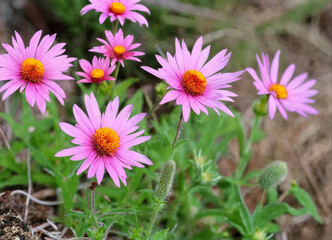 Obraz premium Arctotis (Arctotis L.) is a genus of herbaceous annual, biennial and perennial plants