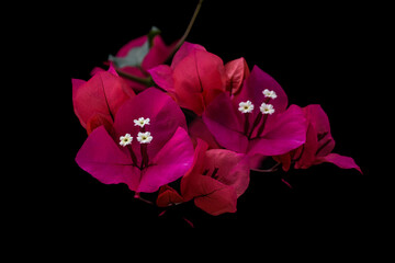 Close up on pink tropical flowers with black background