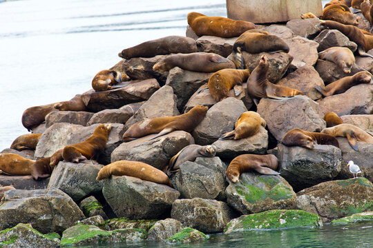 4k ultra hd image of Group of Sea Lions on rocky shore