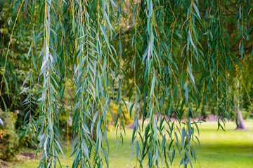 Weeping willow tres