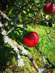 Red apples on an apple tree