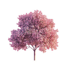 Close-up of a tree with pink blossoms on a Transparent Background