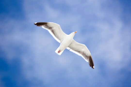 Majestic Airborne Seagull: Stunning 4K Ultra HD Picture of Seagull in Flight