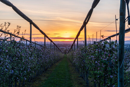 apple orchard at sunrise