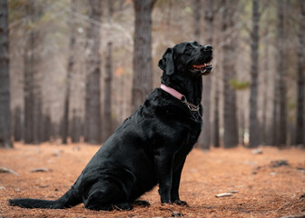 Black dog sits in a forest