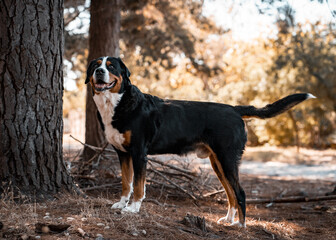 Greater Swiss Mountain Dog in a forest