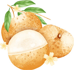 Longan fruit elements