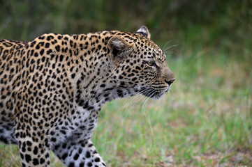 Female African leopard walking alongside.