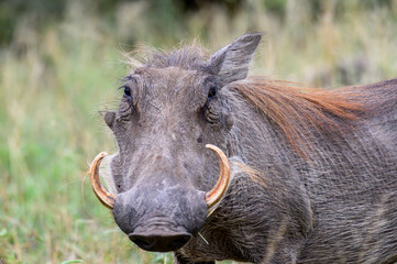 Naklejka na ściany i meble Close head portrait of a Warthog staring intently strait at the camera.