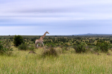 Lone giraffe crossing the open African plains. 