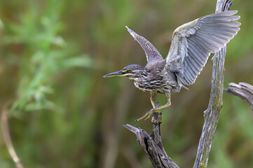 Juvenile Green-Backed Heron preparing to fly from the end of a dead branch with open wings.