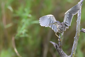 Juvenile Green-Backed Heron with splayed wings moving to the end of a dead branch.