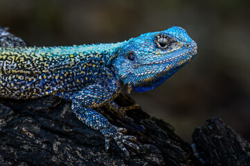 Close up of a Southern Tree Agama with his showing his cobalt blue breeding colors.  - obrazy, fototapety, plakaty
