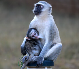 Naklejka na ściany i meble Vervet monkey mother with suckling baby sitting on a camp light post.