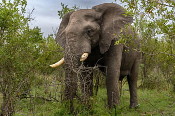 Lone African elephant bull eating on a shrub adjacent to the road. 