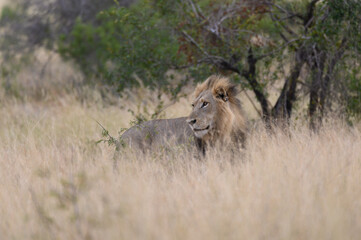 Lone black maned lion looking over his shoulder.