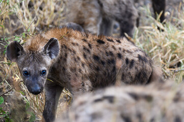 Young spotted hyena pup chewing on a low twig and staring at the camera.