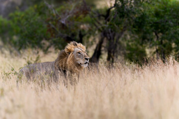 A lone black maned African lion peering over the long grass. 