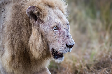 Close up portrait of the male white lion surviving wild in the Kruger National Park 