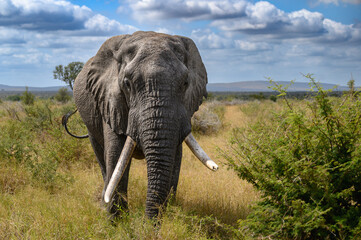 Head on view of a lone African elephant bull with impressive but unequal tusks approaching.