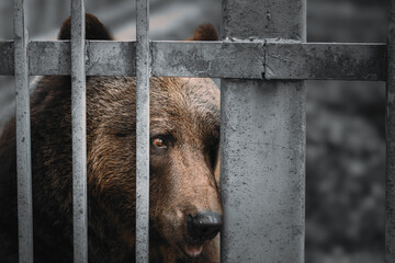 European Eurasian Brown Russian Bear Ursus Arctos Arctos In Cage.  - obrazy, fototapety, plakaty