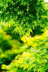 Fototapeta premium 咲き誇る薔薇