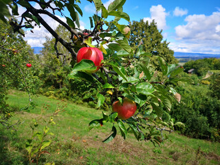 Red apples on an apple tree