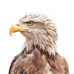 Fototapeta premium A bird of prey close up with Transparent Background
