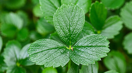 Beautiful close-up of the leaves of fragaria chiloensis - obrazy, fototapety, plakaty