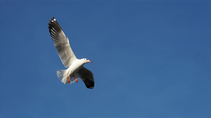 A Seagull bird landing for the feeding blue sky background.
