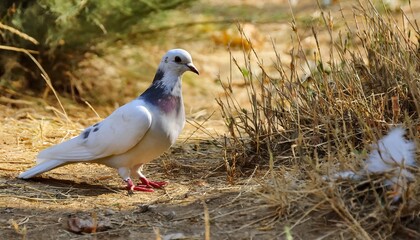 post pigeon, pigeon in a park, pigeon closeup macro shot, pigeon wallpaper