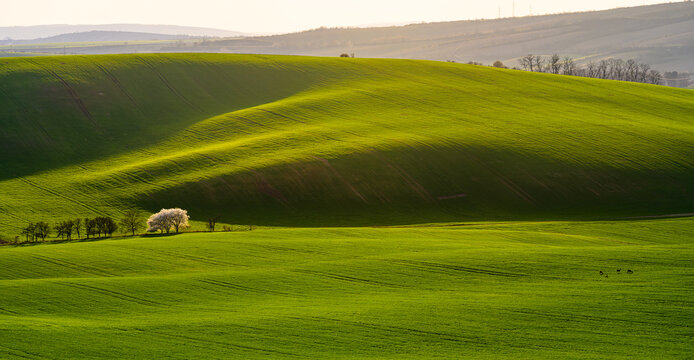 Moravia, spring, field, landscape, biobelts, ribbon,