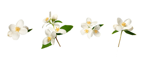 Botanical Collection. Set of jasmine flowers (Philadelphus coronarius) isolated on white...