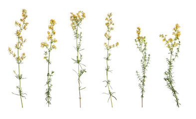 Botanical Collection. Set of yellow wildflowers Lady's bedstraw isolated on white background....