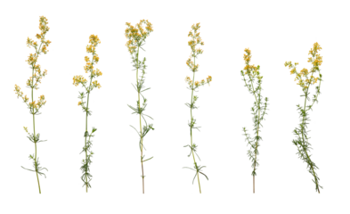Botanical Collection. Set of yellow wildflowers Lady's bedstraw isolated on white background. Elements for creating designs, cards, patterns, floral arrangements, frames, wedding cards and invitations