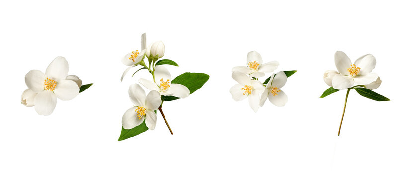Botanical Collection. Set of jasmine flowers (Philadelphus coronarius) isolated on white background. Set for creating floral arrangements, cards, wedding invitations, designs, collages, floral frames.