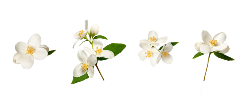 Botanical Collection. Set of jasmine flowers (Philadelphus coronarius) isolated on white background. Set for creating floral arrangements, cards, wedding invitations, designs, collages, floral frames.