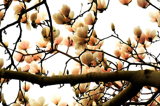 Magnolienbaum im Frühling