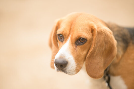 Portrait en gros plan d'un Beagle avec un fond orange clair