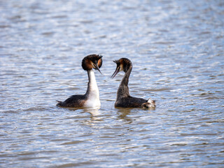 Great Crested Grebe Mirroring During Courtship