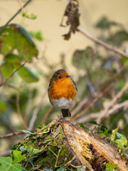 A Robin Perched on a Branch