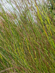 Thin green branches of a shrub with a yellow tint against the sky