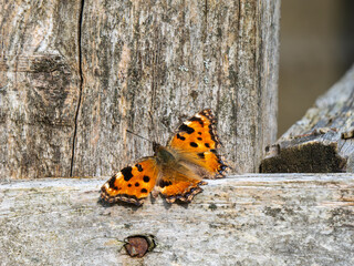 Large Tortoiseshell Butterfly Resting with its Wings Open