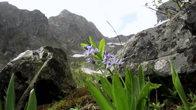 Flowers in Artiga de Lin, in the Aran Valley, located in the Catalan Pyrenees in Spain.