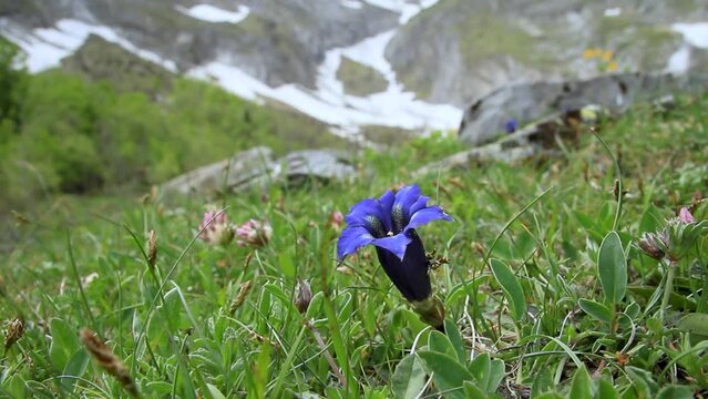 Flowers in Artiga de Lin, in the Aran Valley, located in the Catalan Pyrenees in Spain.